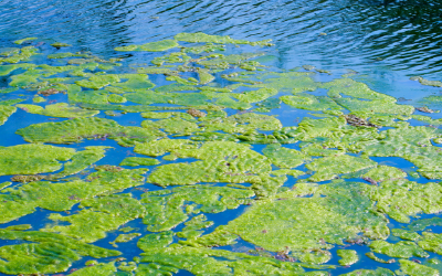 blue green algae bloom